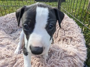 Whippet – Hunter Region