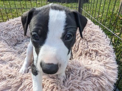 Whippet – Hunter Region