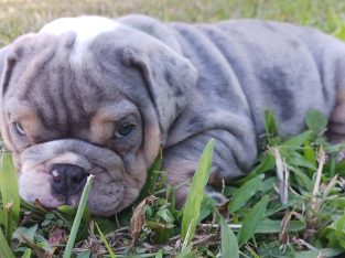 Dogs – Townsville City