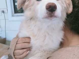 Border Collie – Baradine