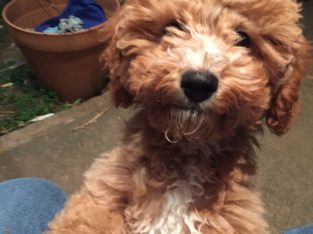 Cavoodle – Sydney