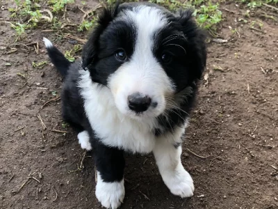 Border Collie – Kingscote