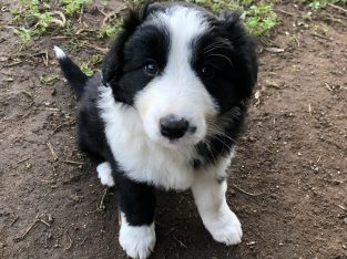 Border Collie – Kingscote