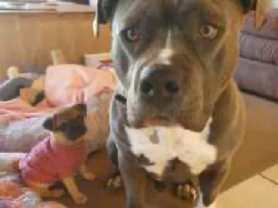 American Staffordshire Bull Terrier – Bowen Mountain