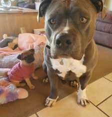 American Staffordshire Bull Terrier – Bowen Mountain