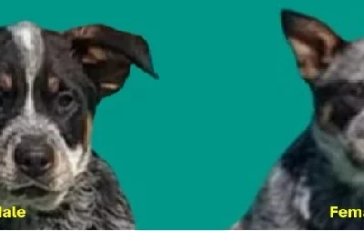 Australian Cattle Dog – Penrith