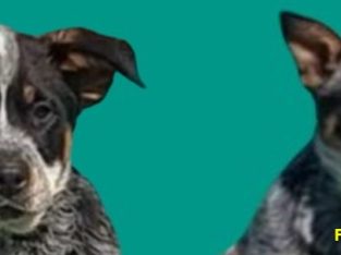 Australian Cattle Dog – Penrith