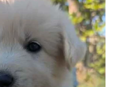 Swiss Shepherd – Noonamah