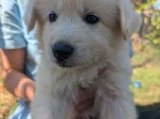 Swiss Shepherd – Noonamah