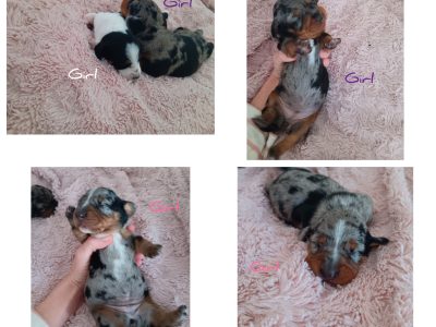 Dachshund – Coraki