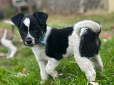 Aussiedoodle – Punchbowl