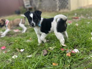 Aussiedoodle – Punchbowl