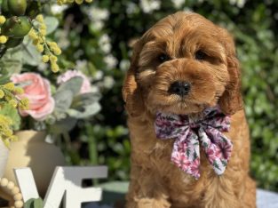 Cavoodle – Oxenford