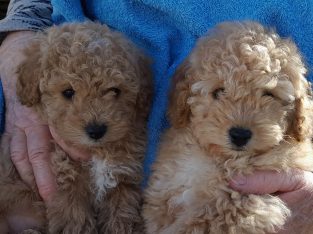 Toy Poodle – Jervis Bay