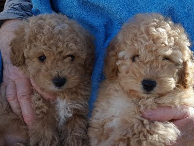 Toy Poodle – Jervis Bay