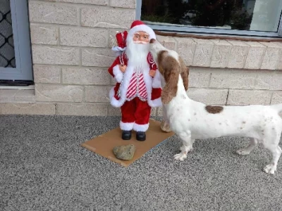 Miniature Dachshund – Murrumba Downs