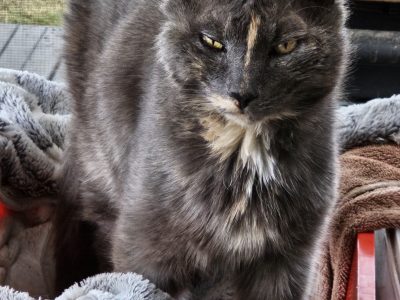 Domestic Short Hair (DSH) – Sally Doody