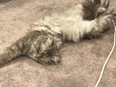 Ragdoll – Hampton Park