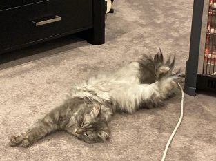 Ragdoll – Hampton Park