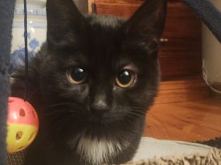 Domestic Short Hair (DSH) – Hallett Cove