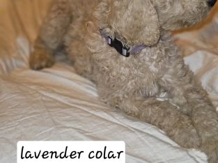 Goldendoodle – Bealiba