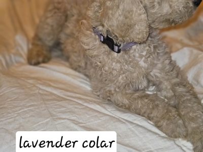 Goldendoodle – Bealiba