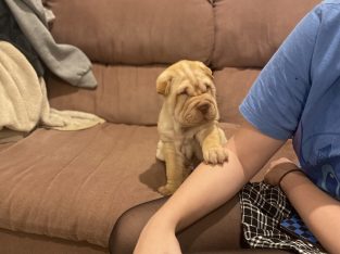 Shar Pei – Lynne Etika