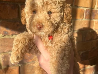 Toy Poodle – Ipswich