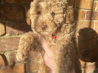 Toy Poodle – Ipswich