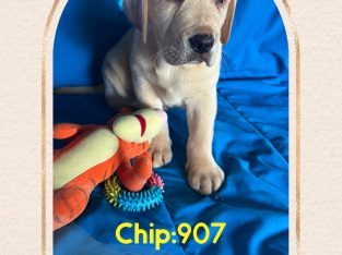 Labrador Retriever – East Kurrajong