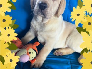 Labrador Retriever – East Kurrajong