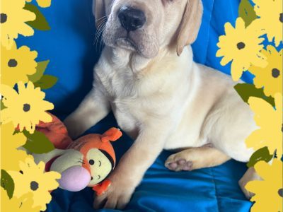 Labrador Retriever – East Kurrajong