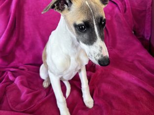 Whippet – Narrogin