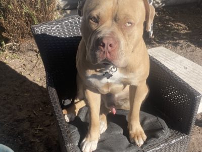 Other Dogs – Banksia