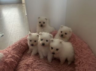 Japanese Spitz – Clayton