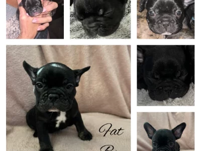 French Bulldog – Brassall