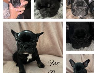 French Bulldog – Brassall