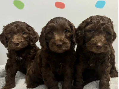 Groodle – Tamworth