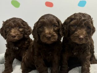 Groodle – Tamworth