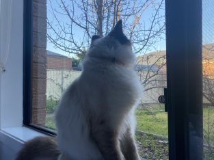 Ragdoll – Taylors Hill