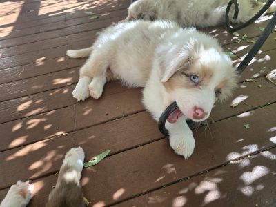 Australian Shepherd – Maleny