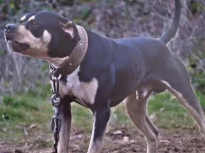 Australian Terrier – Cobblebank