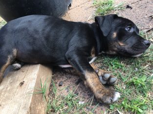 Australian Terrier – Cobblebank