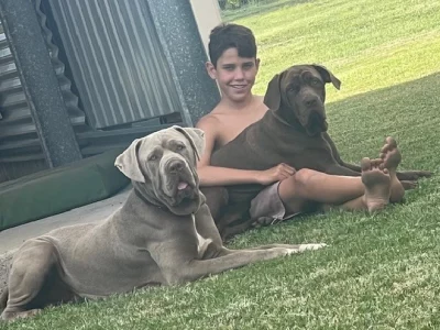 Neapolitan Mastiff – Craignish