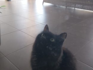 Cats – Townsville City