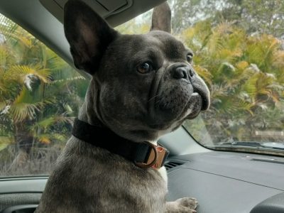 Stud – Cedar Grove