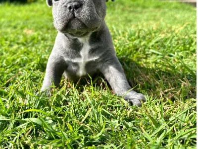 French Bulldog – Canley Heights