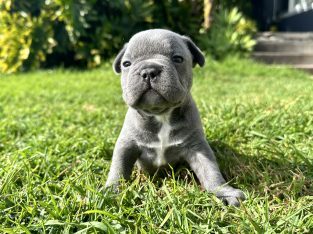 French Bulldog – Canley Heights