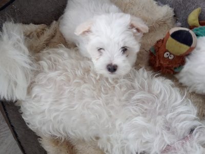 Maltese – Frankston