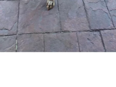 Weimaraner – Cecille and Clint Higgins